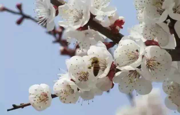 滨州春季赏花指南：最佳赏花地点和时间