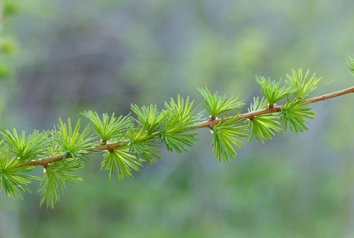 松、杉、柏：如何科学区分这三大类植物