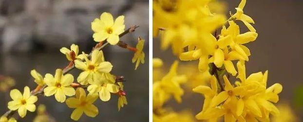 春季花卉辨识指南：迎春、连翘、蜡梅、梅花、榆叶梅、芍药和牡丹的区别