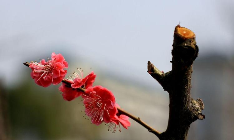 梅花盆景修剪技巧及维护指南