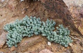 夏季多肉植物护理与病害防治指南