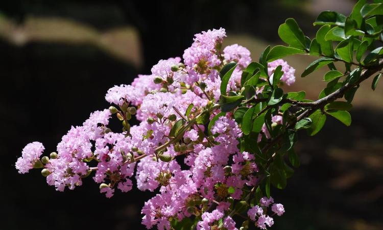 六种适合院子种植的色彩丰富花卉：三角梅、月季花、绣球花、木槿花、海棠花和紫薇花