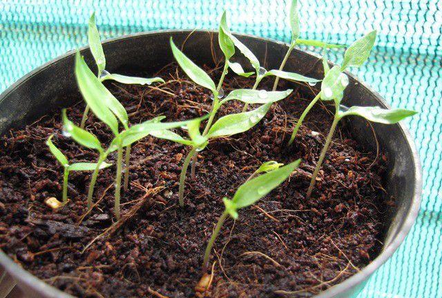 如何在夏季正确种植菠菜：选择耐热品种、防雨防晒和防真菌病害