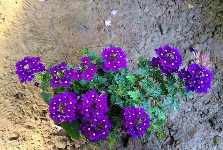 六种美丽的紫色花朵：美女樱、绣球花、紫花地丁、非洲紫罗兰、紫薇花和银莲花