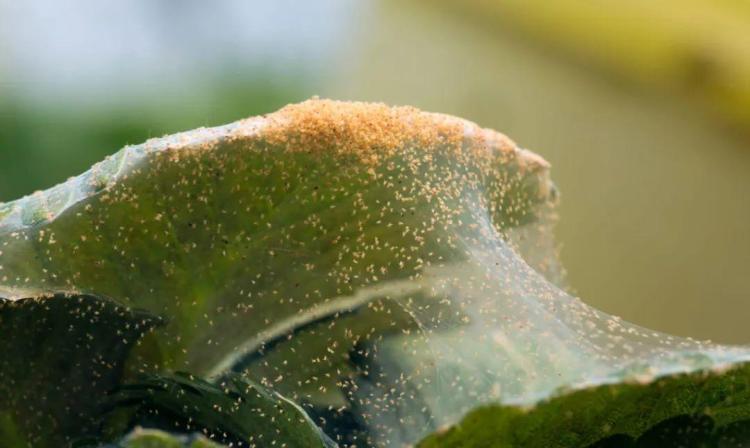 如何预防和处理室内植物虫害：全面的养护和管理指南