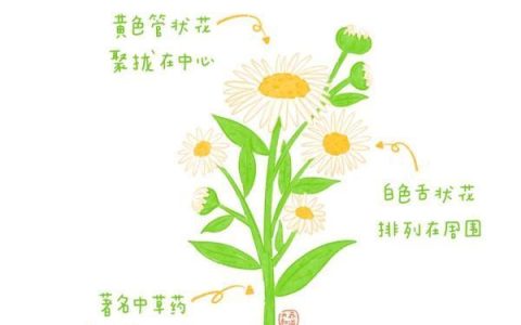 夏天的花草世界：月季、牵牛花、石榴花、睡莲和栀子花的特性和象征意义