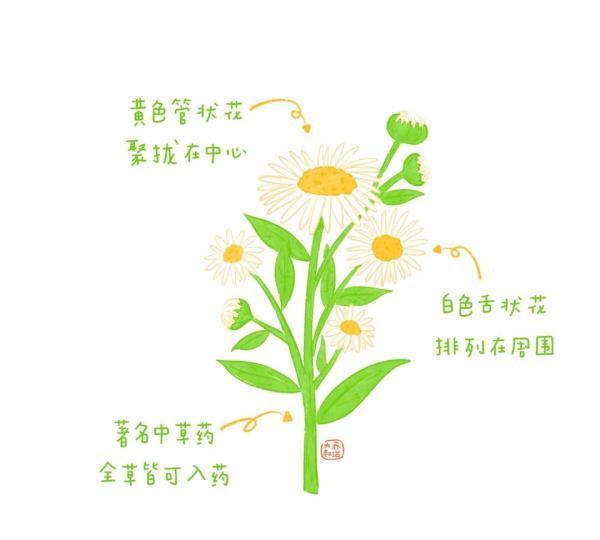 夏天的花草世界：月季、牵牛花、石榴花、睡莲和栀子花的特性和象征意义