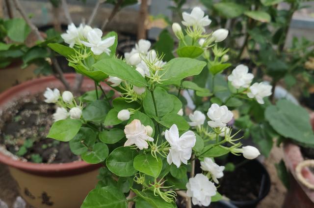 茉莉花叶片发黑枯萎的处理和预防方法