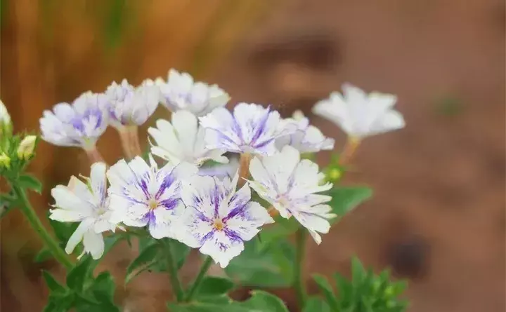 22种花卉的详细生长偏好与花期指南