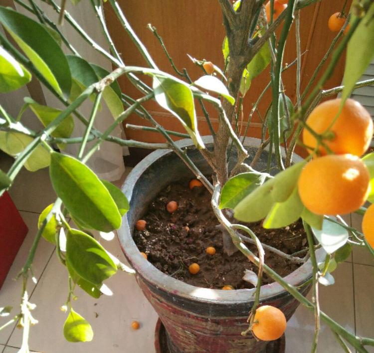如何正确养护金桔盆栽：防止黄叶和掉果的有效策略