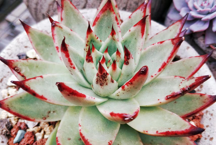 冬季多肉植物换盆指南：技巧和注意事项