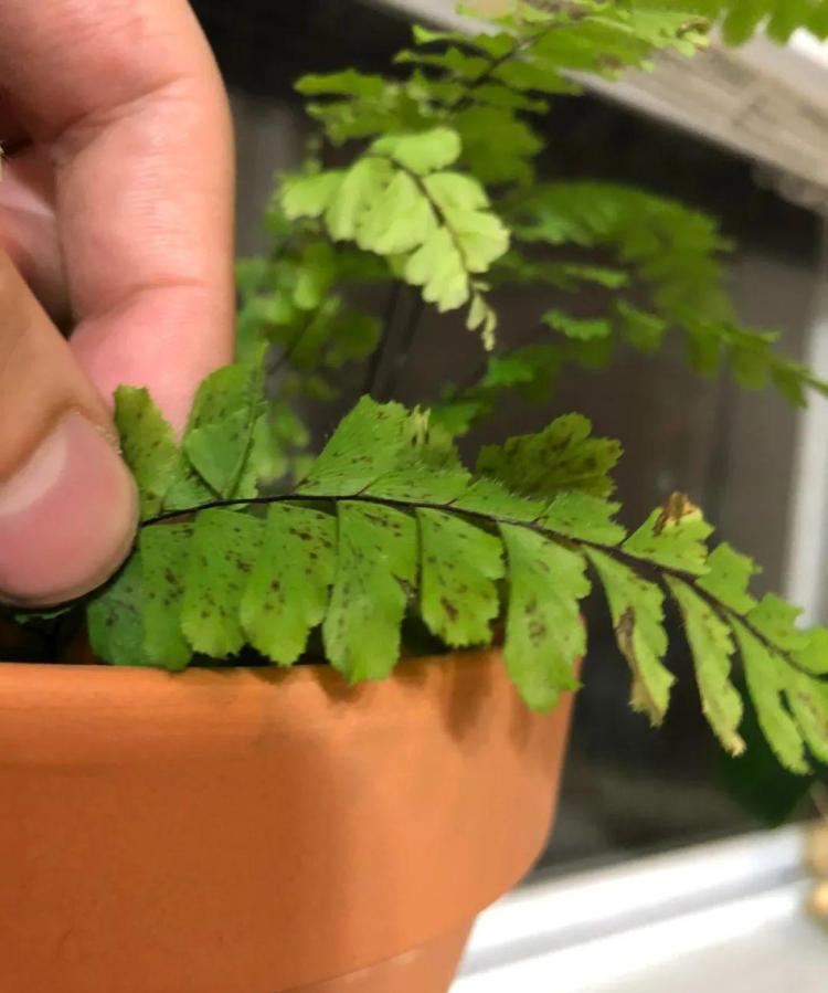 养护蕨类植物：防止叶子发黄的有效方法