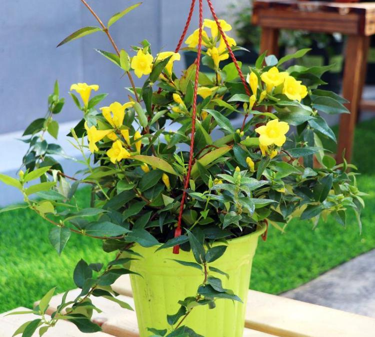 你可能不知道的家常植物毒性：水仙花、黄花茉莉等的潜在危害