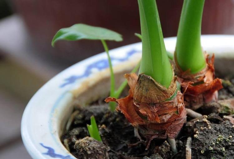 在家中种植三角梅、月季花、多肉植物和蔬菜盆栽的完整指南