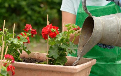 在家养植绿色植物：完整的浇水、施肥及照顾指南