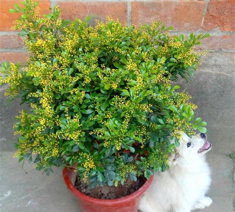 夏季耐热花卉种植指南：如何在高温干旱中享受花海