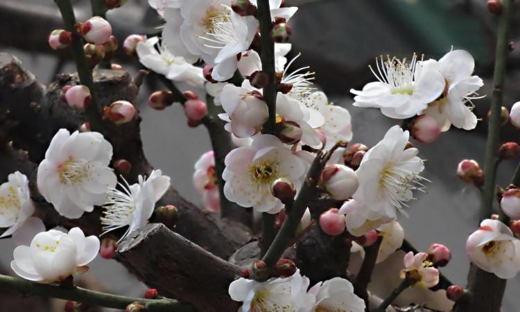 如何有效解决梅花黄叶、落叶和烂根问题：全面的冬季养护指南