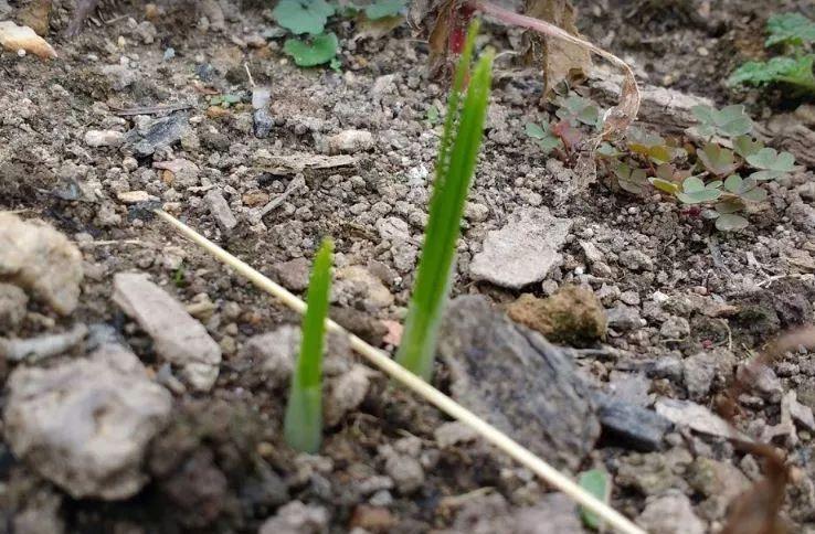 家中如何种植和养护藏红花：全面的指南