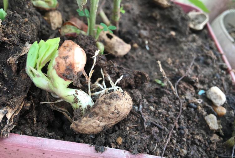 家中阳台种植花生的三种方法：水培、沙培和盆栽