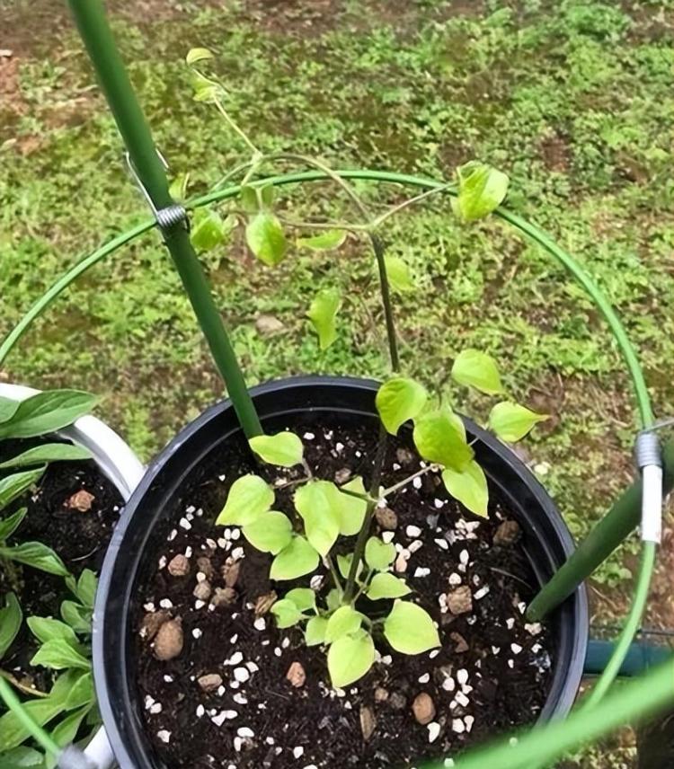 春天阳台花草种植指南：如何快速生长并大量开花