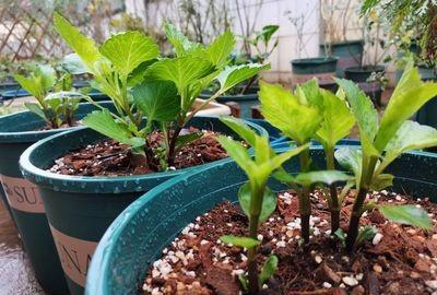 家庭栽培：大丽花的种植与繁殖技术详解