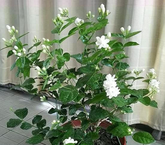 如何防止茉莉花叶片干枯脱落：浇水、肥料和虫害防治指南