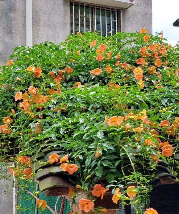 四种易于养护的爬藤植物：风车茉莉、金银花、法国香水花和凌霄花