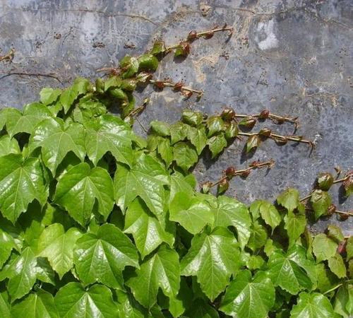 爬山虎的种植和繁殖：全面指南