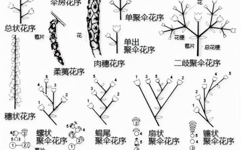 植物识别和分类：全面解析叶形、叶位、花结构等特征