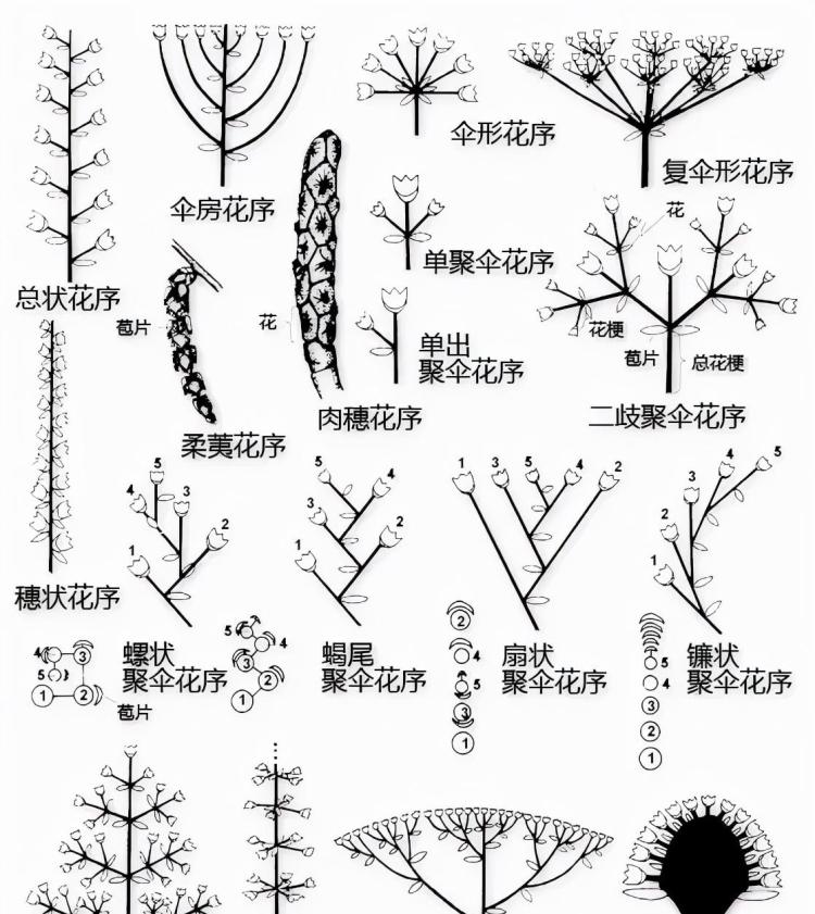 植物识别和分类：全面解析叶形、叶位、花结构等特征