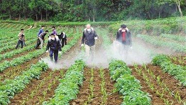 如何预防观赏植物药害：无药害农药的选择与使用策略