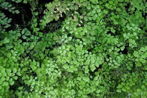 日常园艺：蕨类植物的选择和护理详解