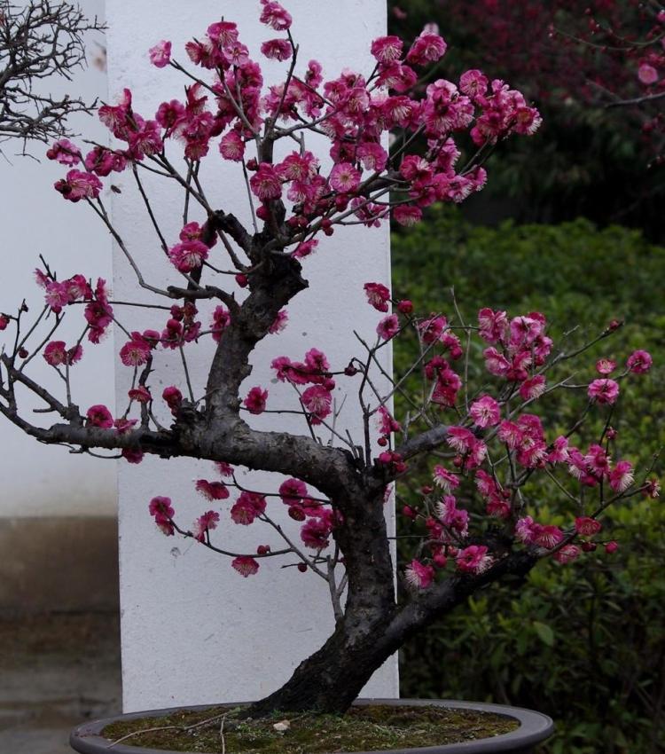 梅花：中国第一国花的文化背景和修剪技巧