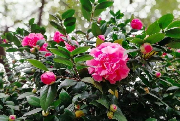 茶花的养护与花期：美丽的观赏植物指南