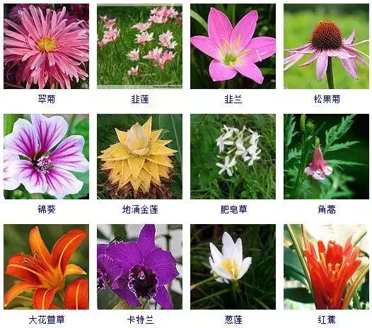 秋季盛开的100多种植物：桂花、菊花、荷兰菊等的种植和认知指南