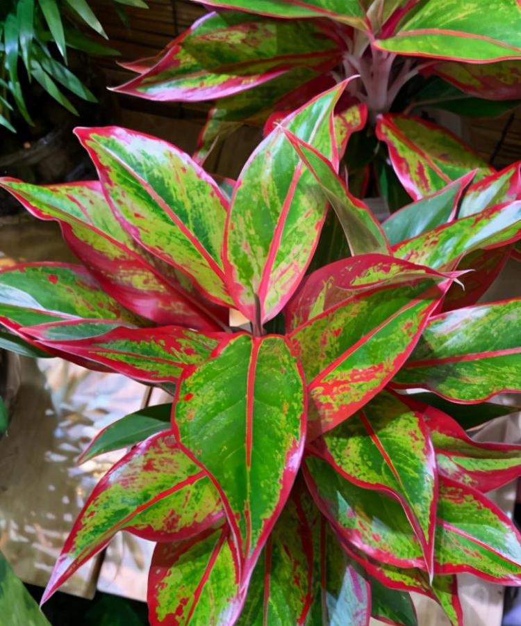 如何正确养护和种植如意皇后：专业的观叶植物养护指南