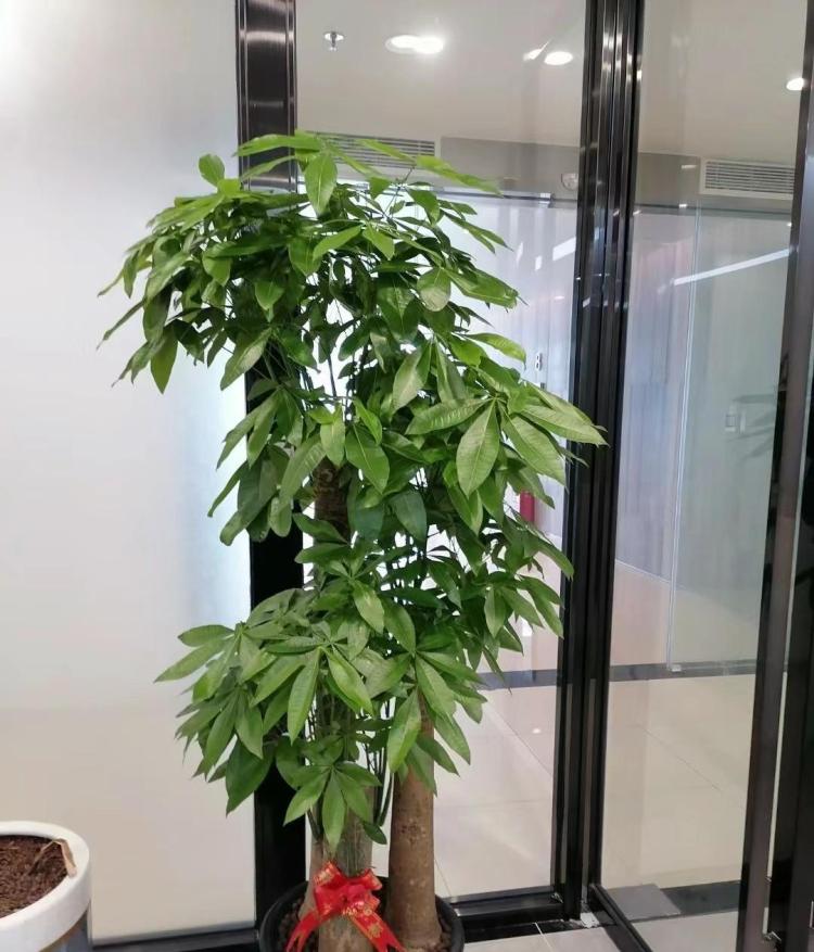 室内植物养护：选择适合的植物和理解其特性