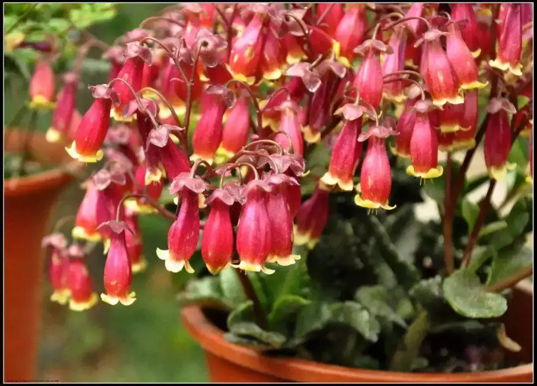 多肉植物开花品种指南：黑王子、长寿花、沙漠玫瑰、露薇花、芳香波和白凤菊