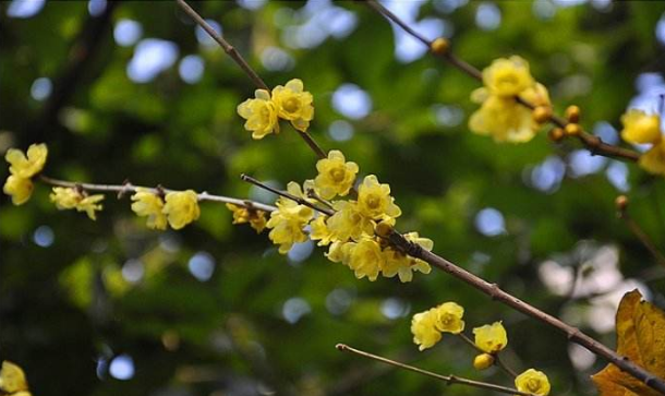 家庭种植：五种“花开不见叶”特色花树