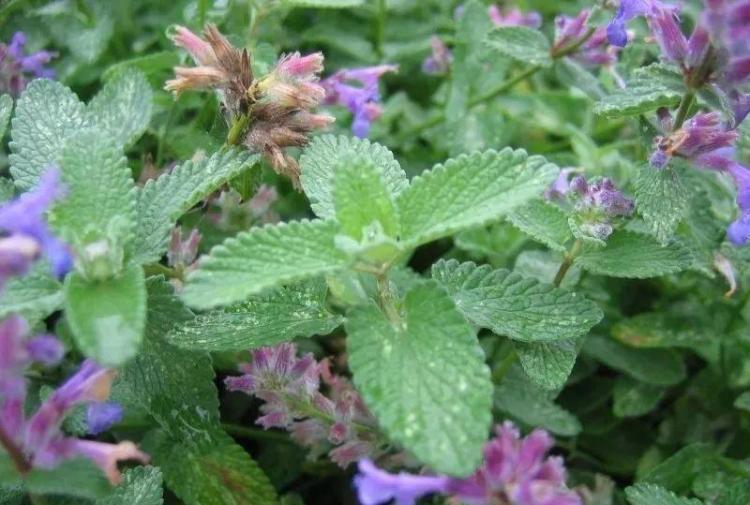 夏季驱蚊植物：如何用香茅、马薄荷等植物让您的院子免受蚊子困扰