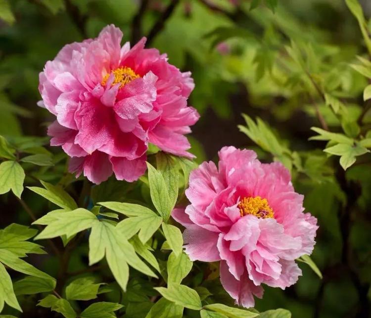 四大适合庭院种植的花卉：芍药、八仙花、牡丹和月季