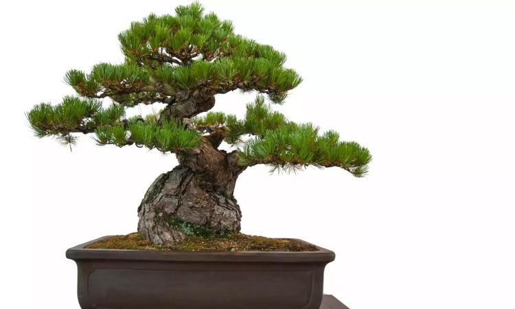 室内植物价格分析：从常见植物到稀有品种的投资价值