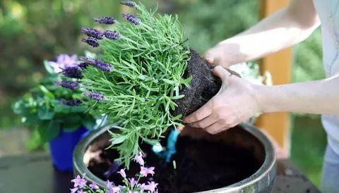 如何选择和照顾适合室外养护的各种盆栽花卉：一年生植物、多年生植物和盆栽蔬菜的全面指南