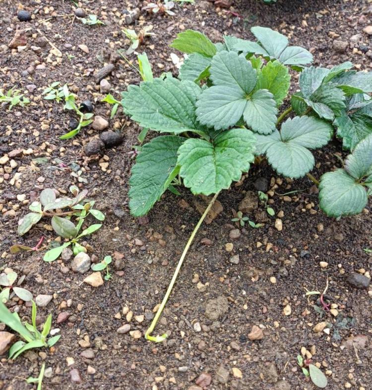 冬季阳台草莓种植指南：选择抗病品种并保持适宜温度和光照