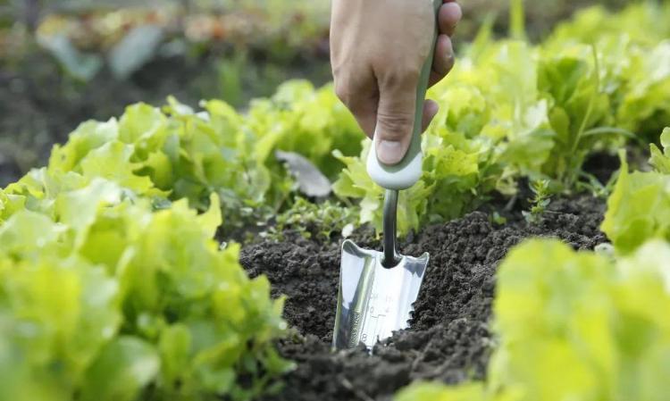 阳台种菜五步骤：从种子处理到移植的完整指南