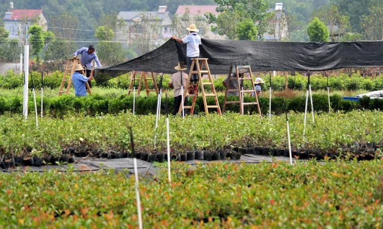 中国最著名的花卉市场：斗南花市、岭南花卉市场和青州花卉苗木交易中心概述