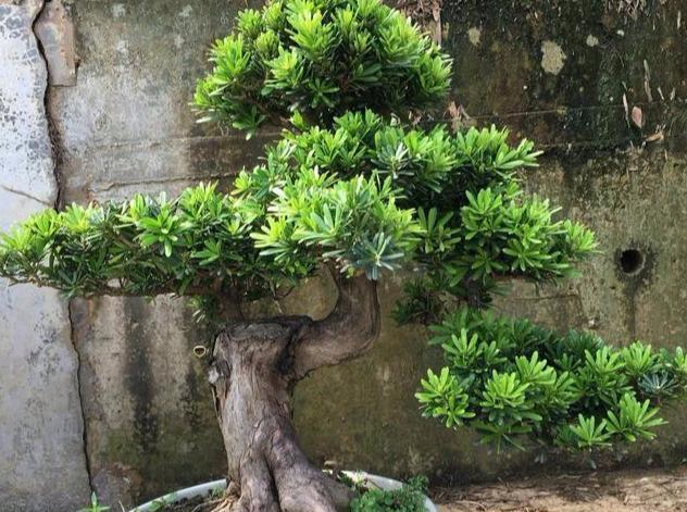 门口种植的五种富贵花：茶花、罗汉松、桂花、牡丹花和玉树的美化环境和积极寓意