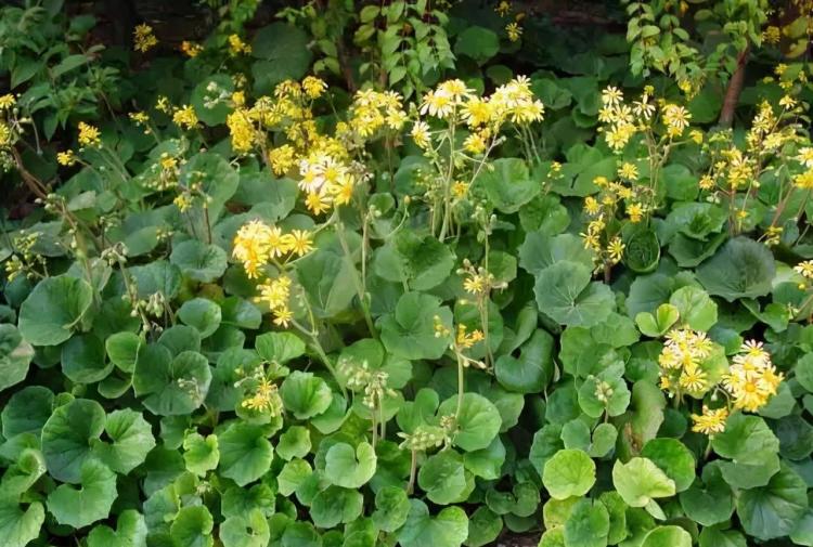 详细解析醉鱼草、菊芋、红王子锦带、荷兰菊和天人菊等植物的特性和环境需求