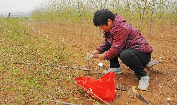 桃树嫁接技术：详细指南和最佳实践