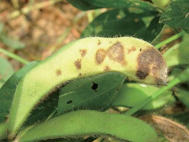 多肉植物养护: 预防和治疗常见病虫害指南